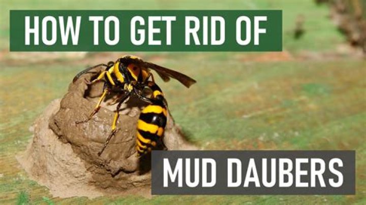 What insect builds mud tubes