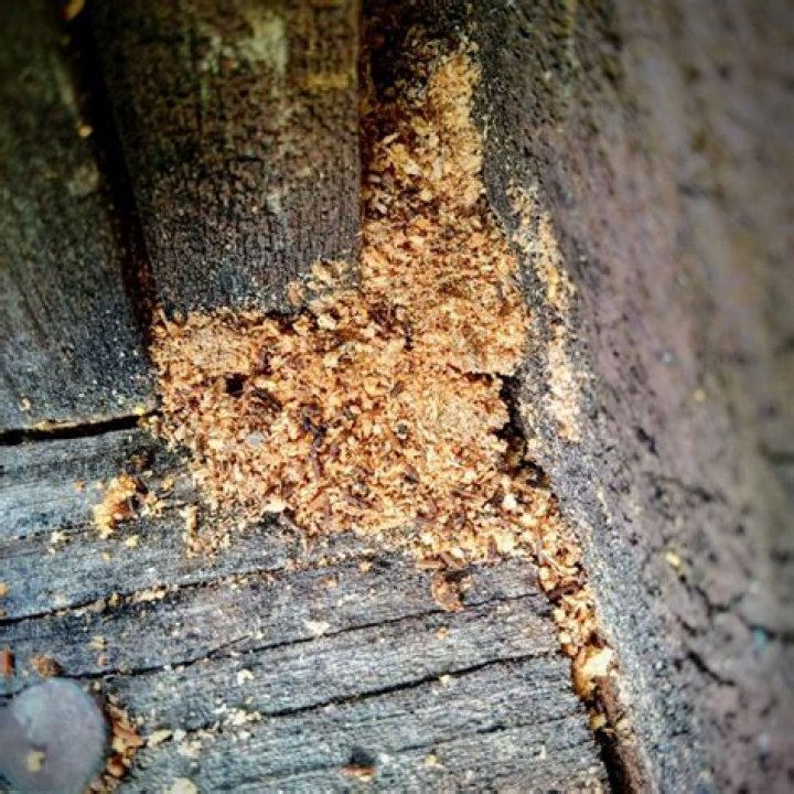 What insect causes wood shavings