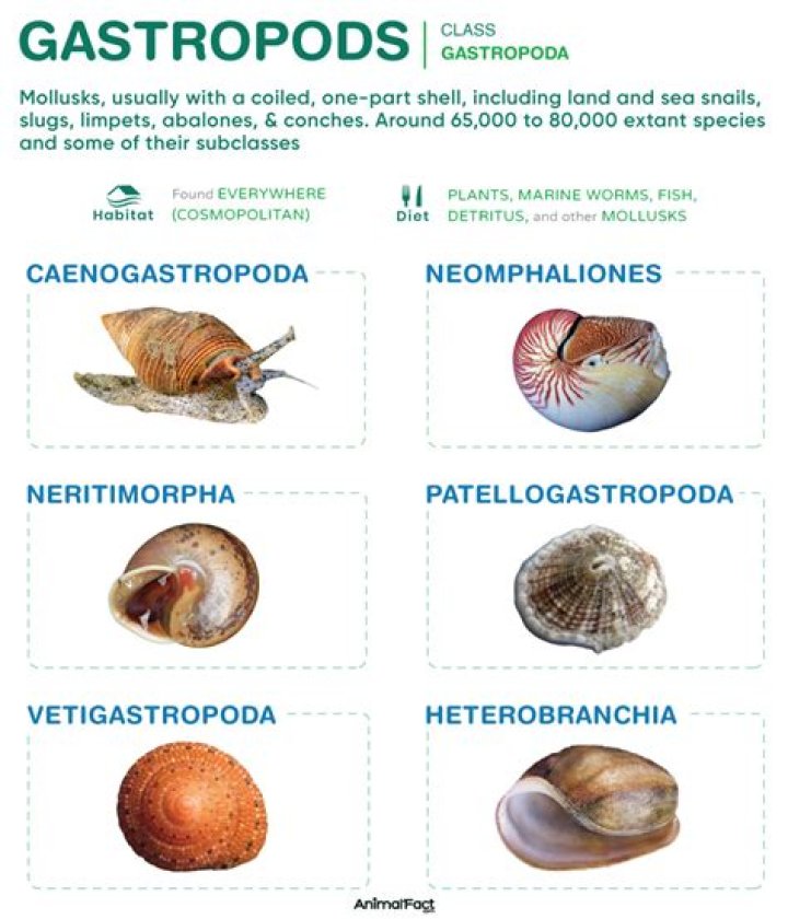What is a big gastropod