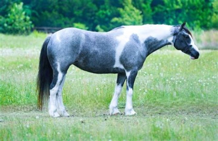 What is a blue horse