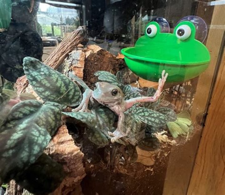 What is a boon frog?