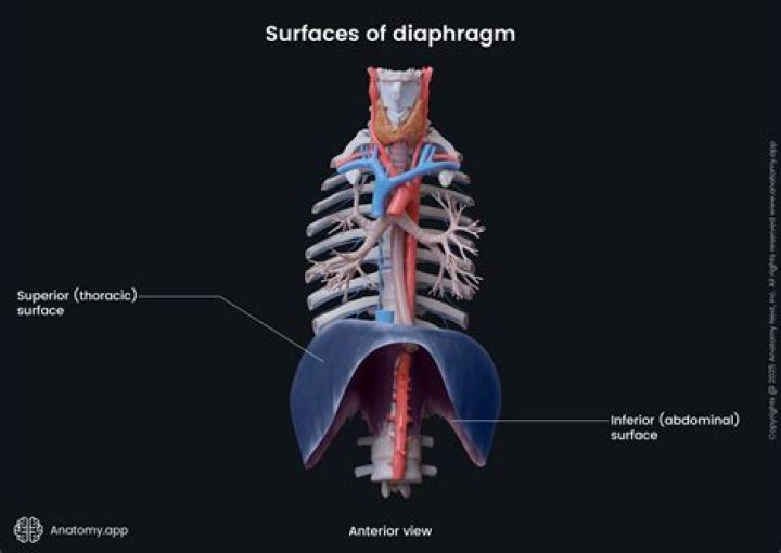 What is a diaphragm made out of