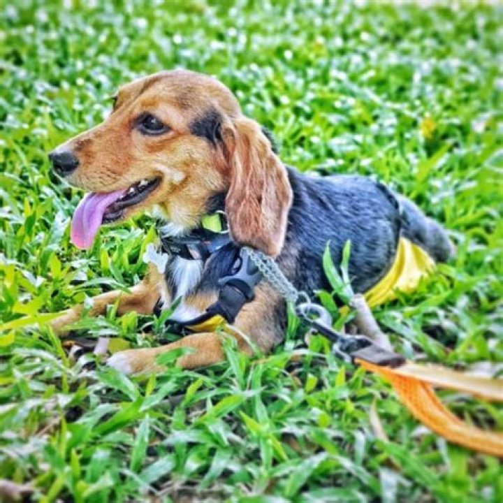 What is a doxle dog?