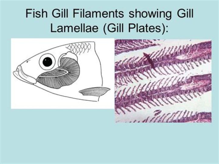 What is a gill filament