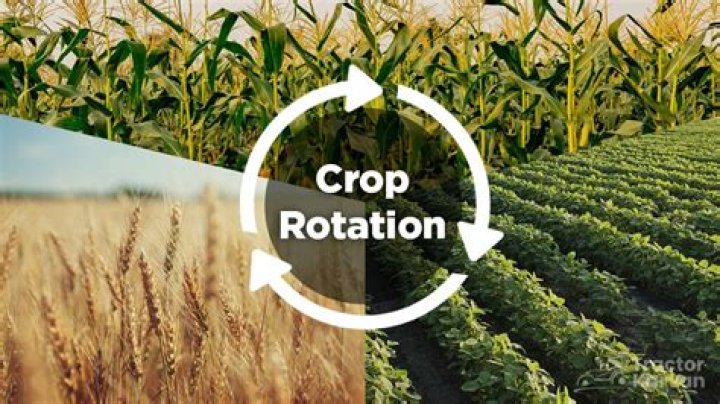 What is a good crop to rotate with corn