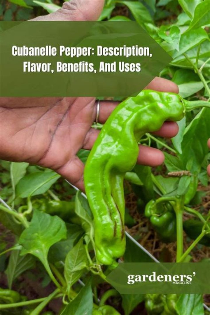 What is a good substitute for a Cubanelle pepper