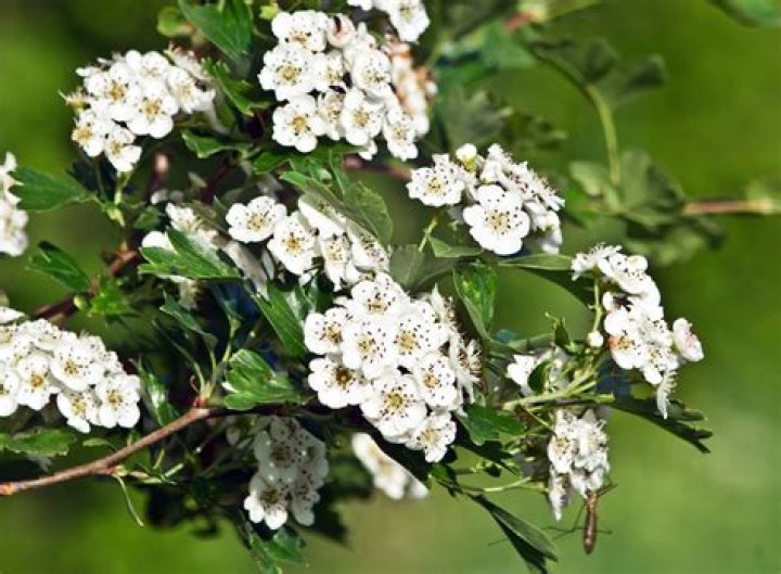 What is a hawthorn hedge