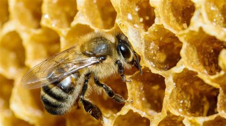 What is a honey bee super