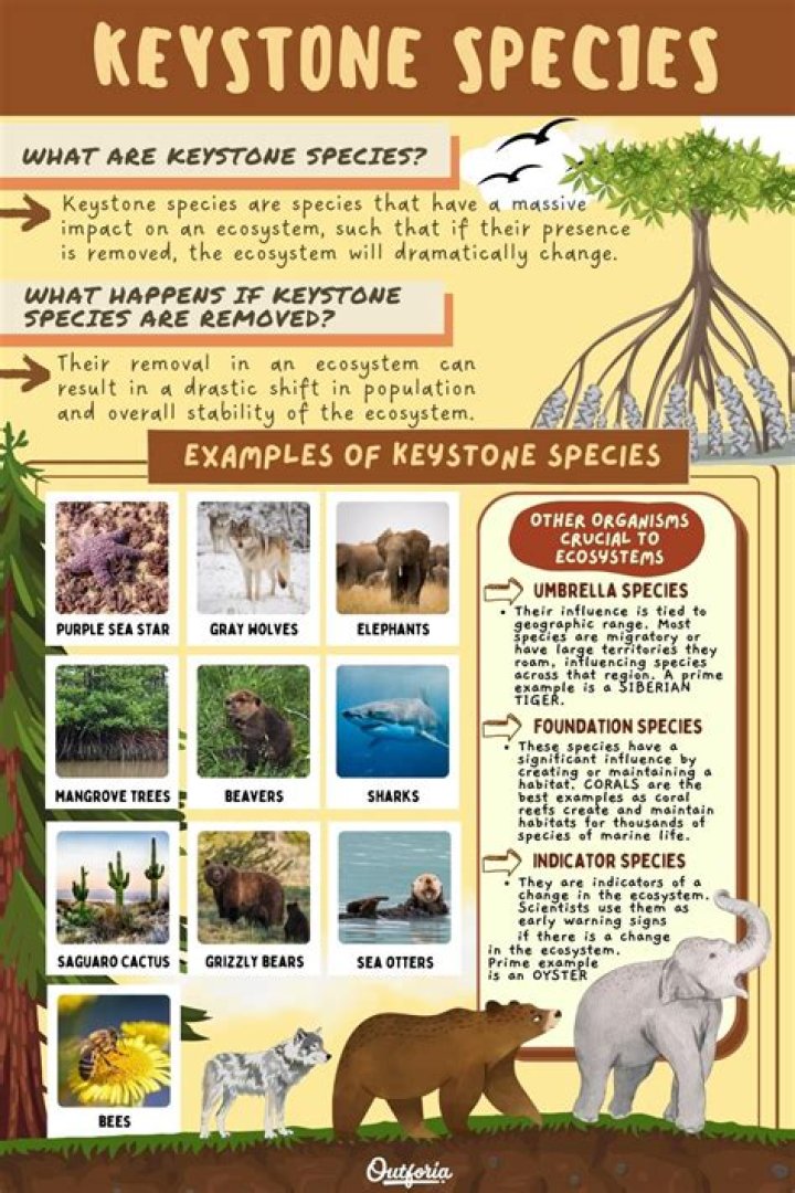 What is a keystone species and why are they important?