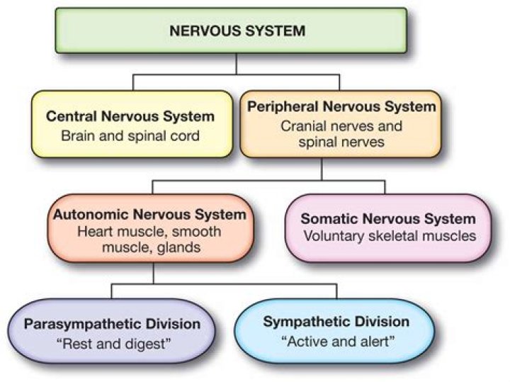 What is a nervous system disorder