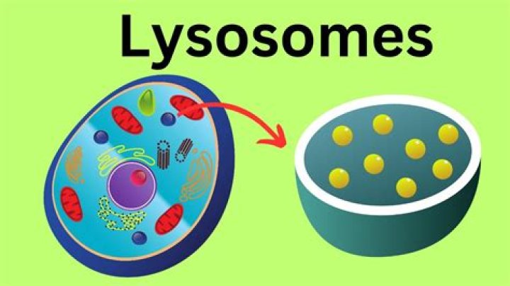 What is a nickname for lysosomes?