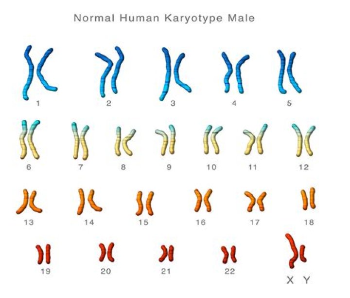 What is a normal karyotype