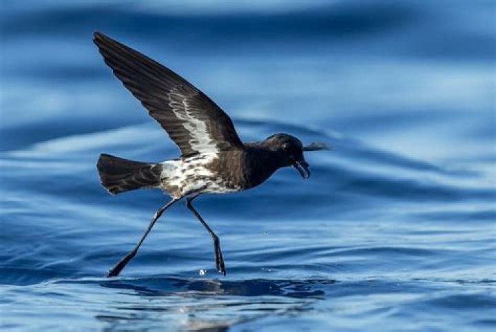 What is a petrel bird?