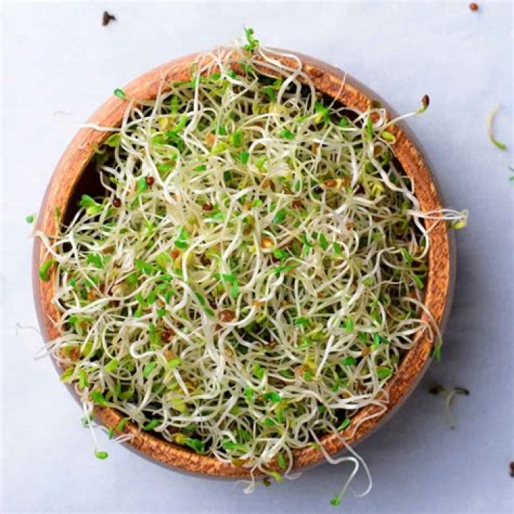 What is a radish sprout