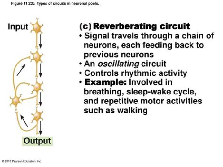 What is a reverberating circuit