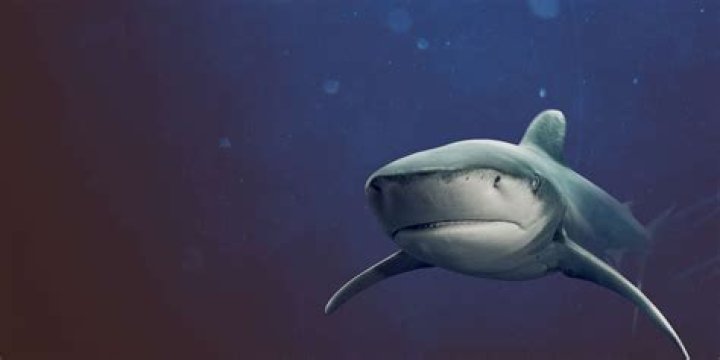 What is a shark specialist called?