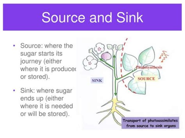 What is a sink in biology?