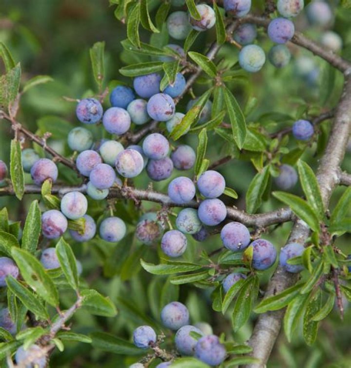 What is a sloe berry?