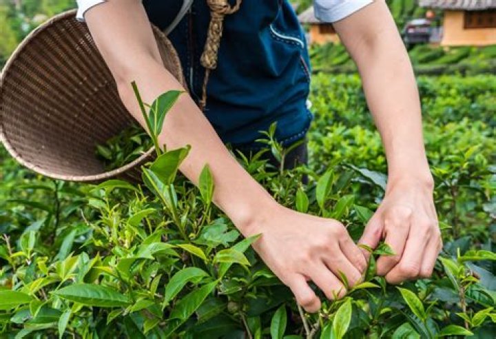 What is a tea plantation called?