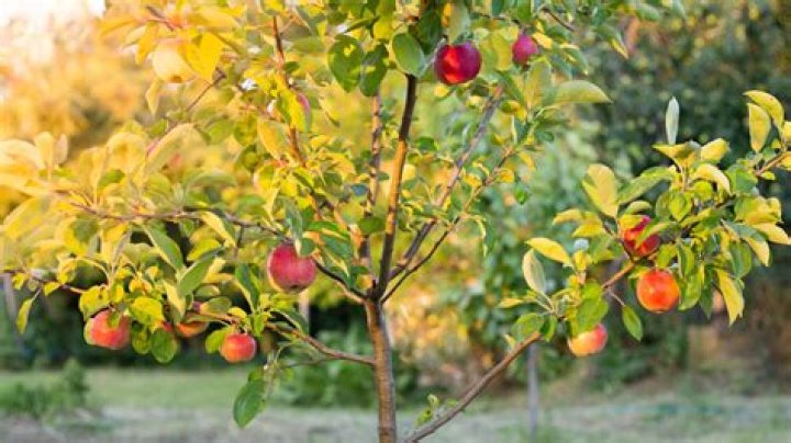 What is a tip bearing apple tree