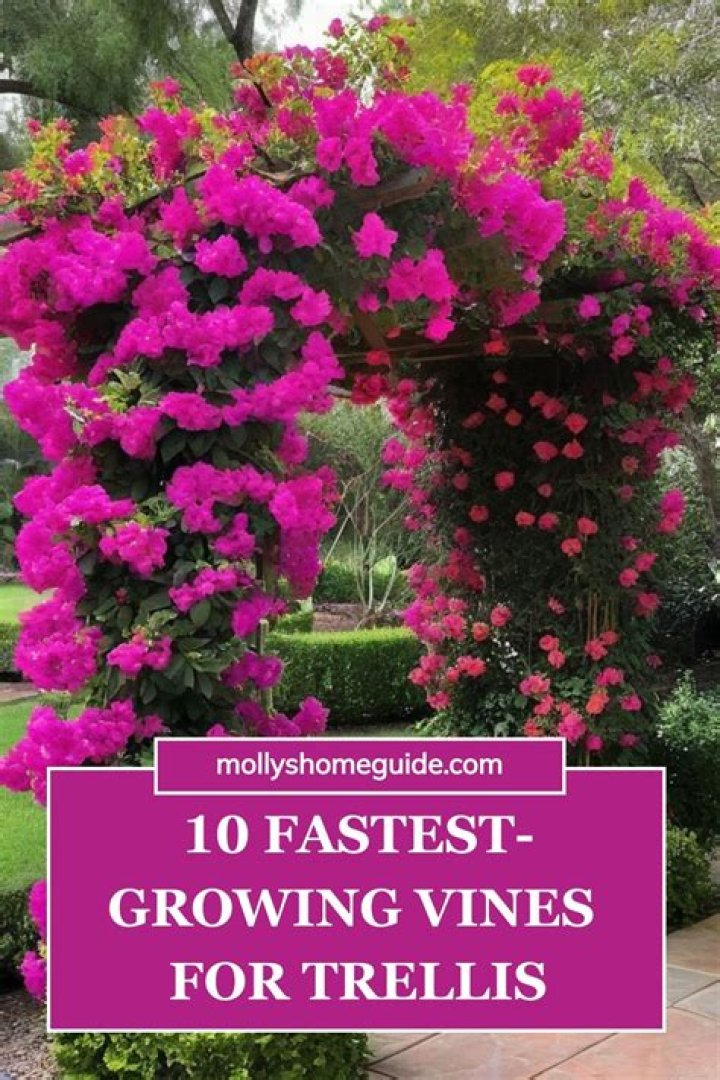 What is a trellis for plants