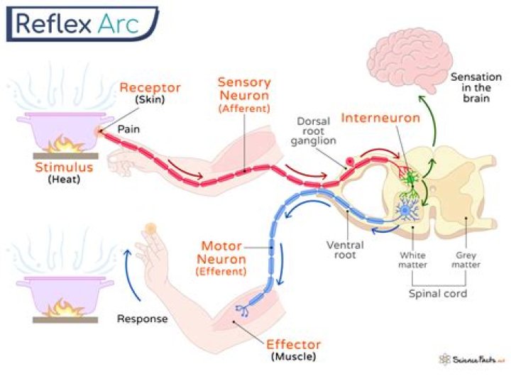 What is a visceral reflex arc