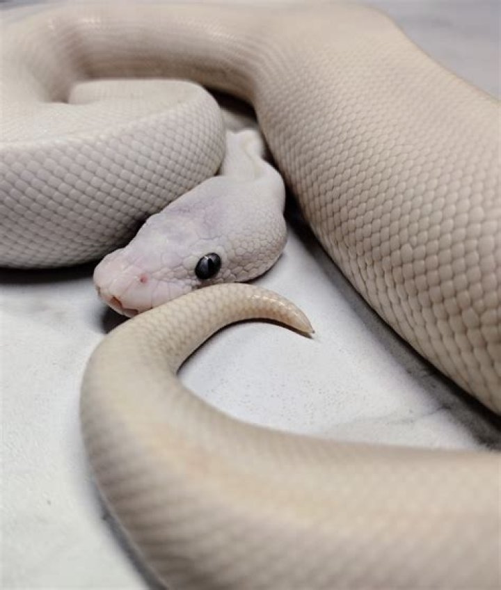 What is a white diamond ball python