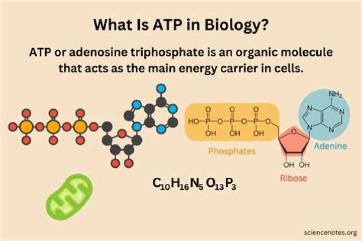 What is ADP and ATP in biology?