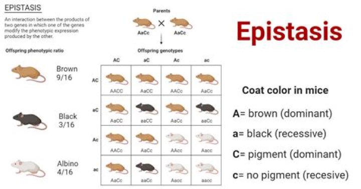 What is an epistatic allele?