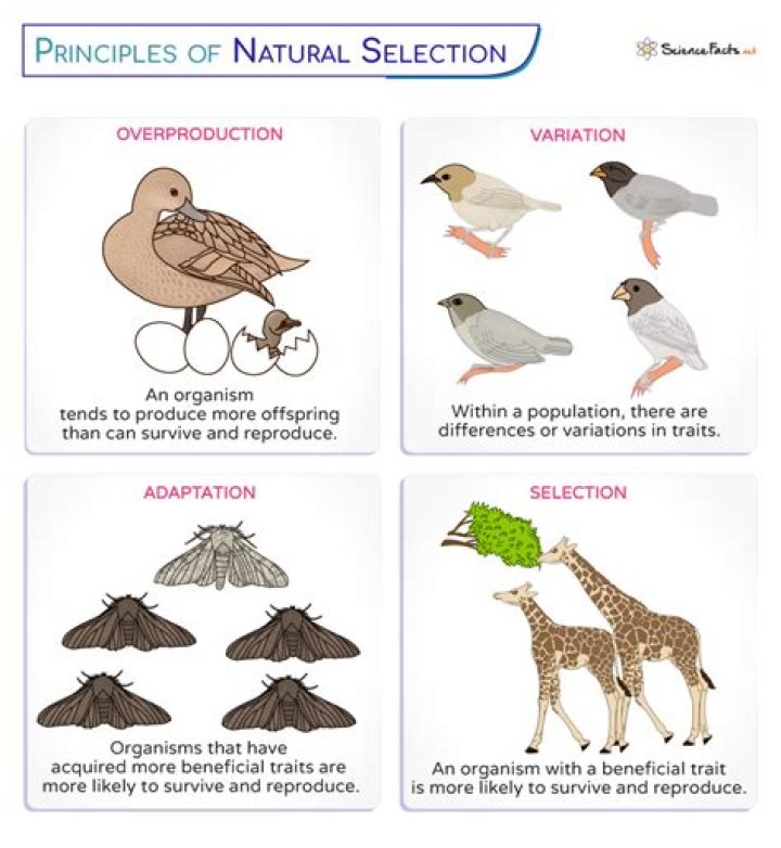 What is an important concept in Darwin's theory of evolution by natural selection?