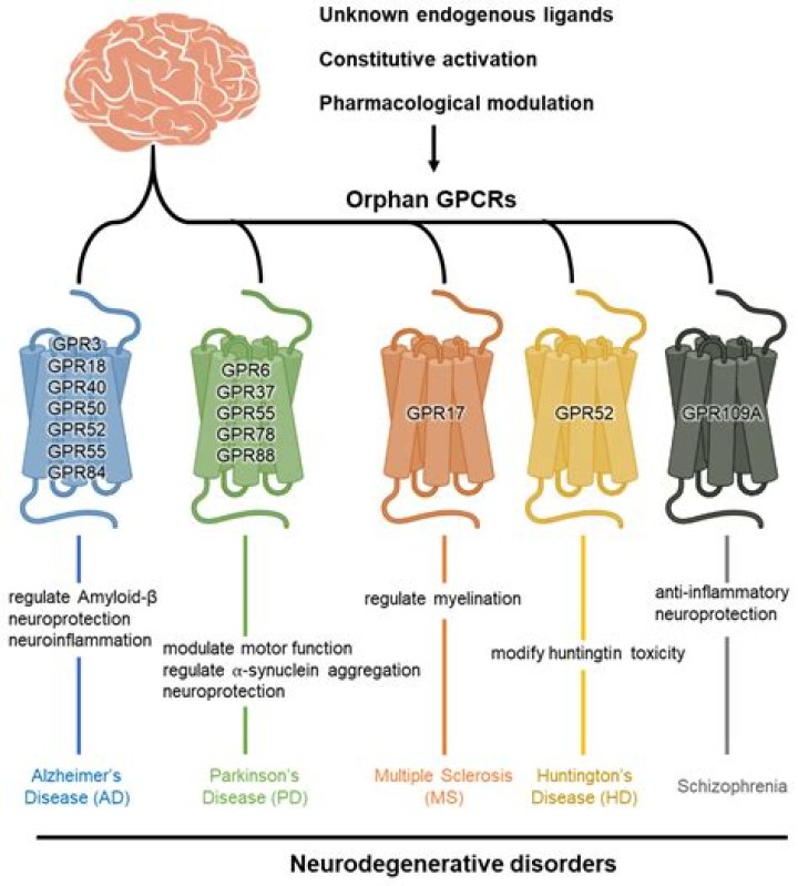 What is an orphan cancer
