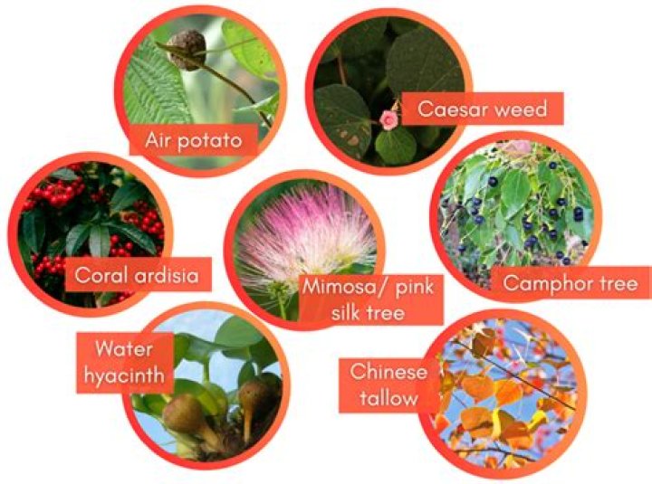 What is Angelica plant used for