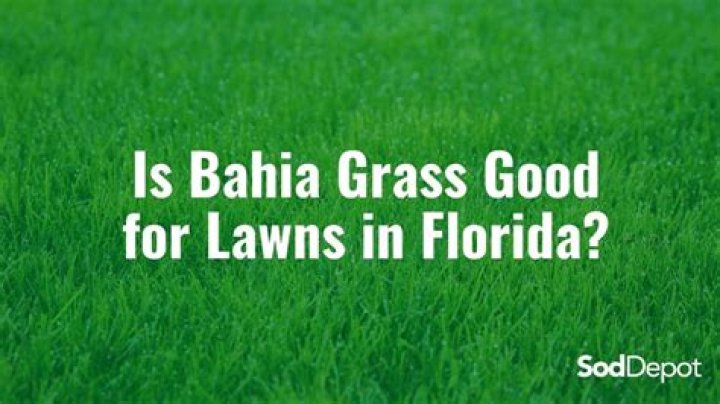 What is Bahia grass good for