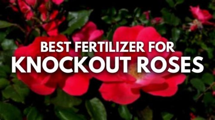 What is best fertilizer for knockout roses