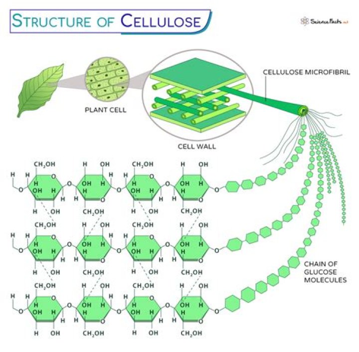 What is cellulose made up of
