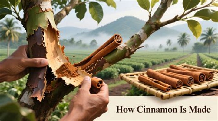 What is cinnamon bark extract used for