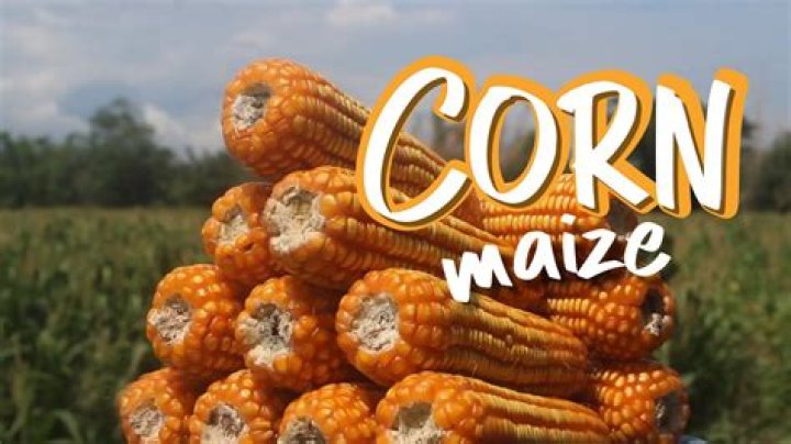 What is corn production in the Philippines?