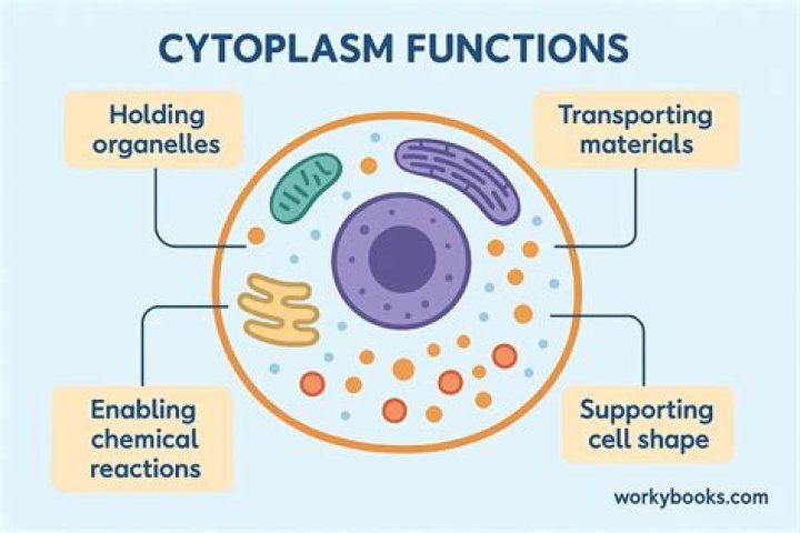 What is cytoplasm discuss in detail the physicochemical nature of cytoplasm
