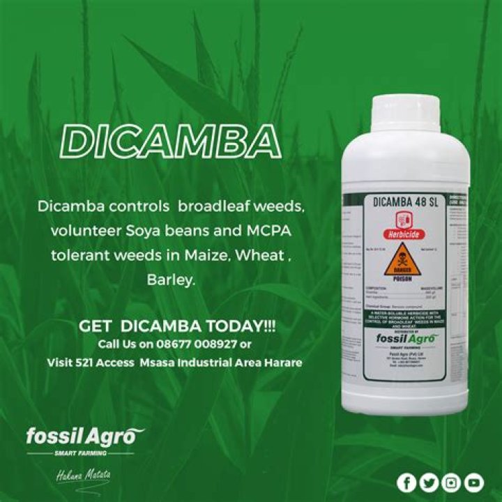 What is Dicamba used for