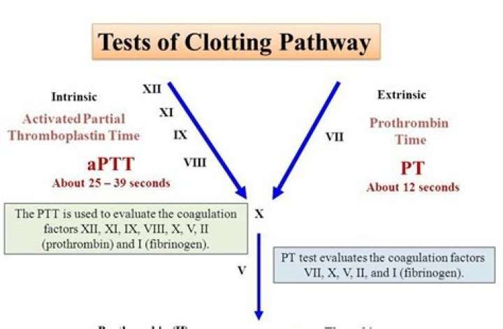 What is difference between PT and PTT