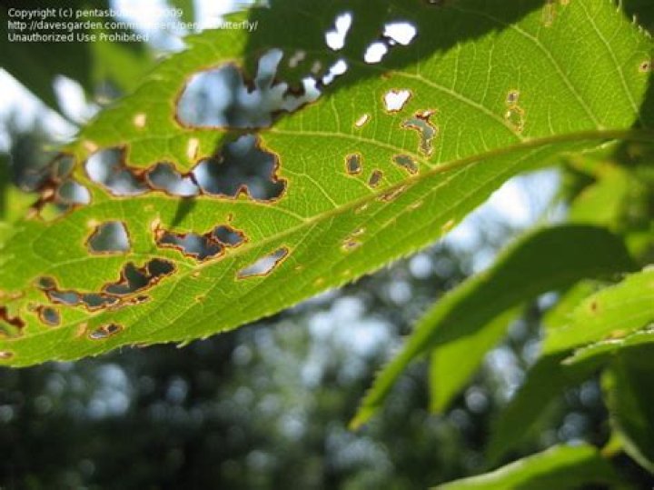 What is eating my cherry tree leaves