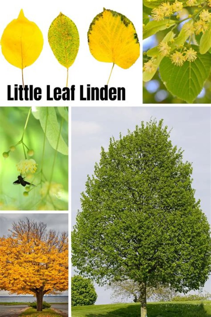 What is eating my linden tree leaves