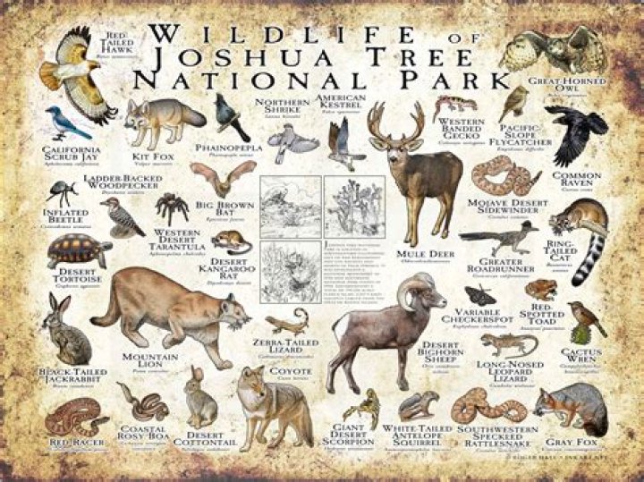 What is Enochs peculiarity