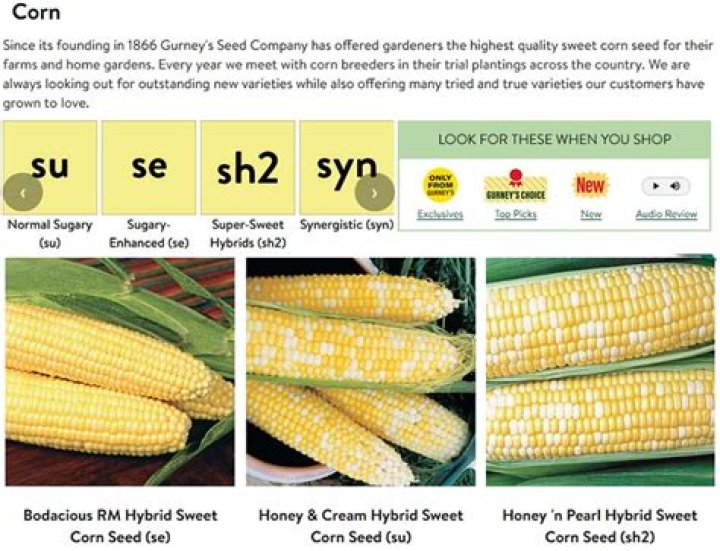What is f1 corn seed