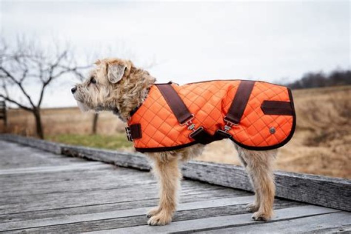 What is good for dogs skin and coat?