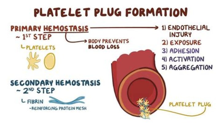 What is Haemostasis and Thrombosis