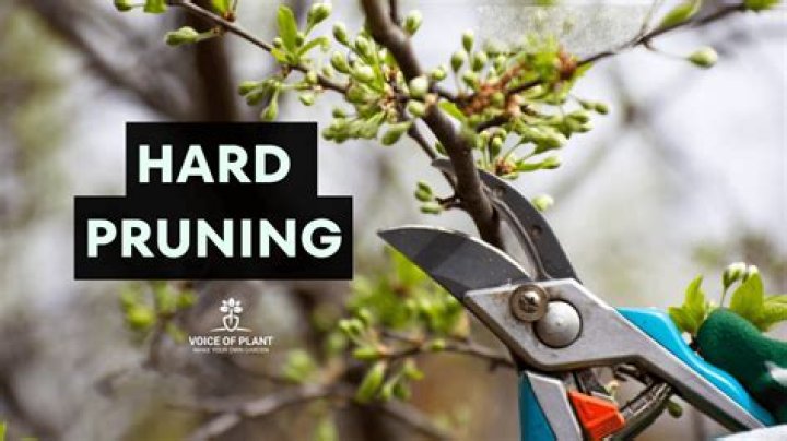 What is hard pruning
