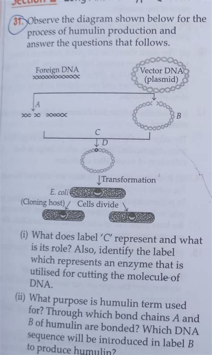 What is Humulin in biology?