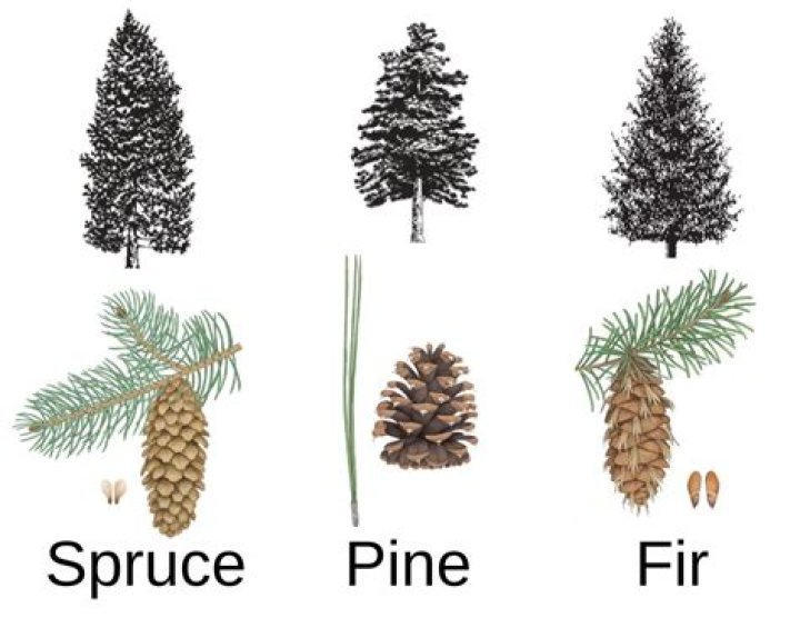 What is killing the spruce trees