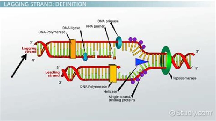 What is lagging strand synthesis?